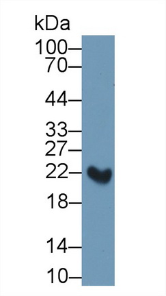 Polyclonal Antibody to Retinol Binding Protein 4 (RBP4)