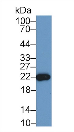 Polyclonal Antibody to Retinol Binding Protein 4 (RBP4)