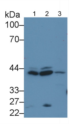 Polyclonal Antibody to Extracellular Signal Regulated Kinase 2 (ERK2)