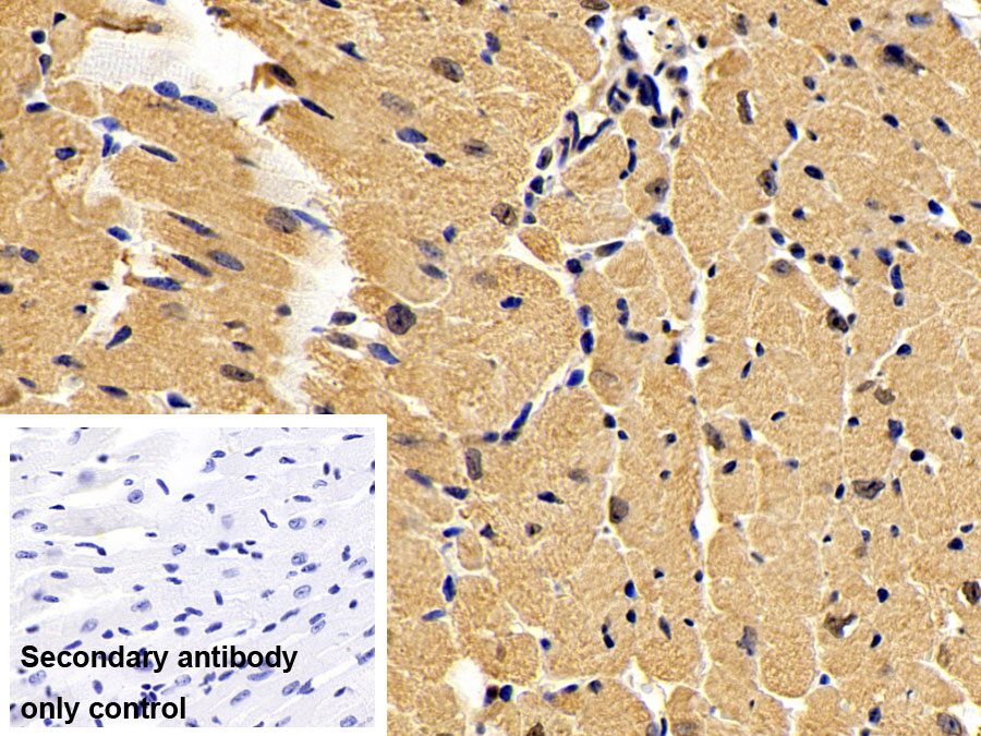 Polyclonal Antibody to Extracellular Signal Regulated Kinase 2 (ERK2)