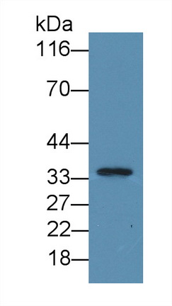 Polyclonal Antibody to Intelectin 1 (ITLN1)