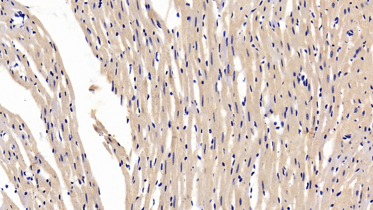 Polyclonal Antibody to Intelectin 1 (ITLN1)