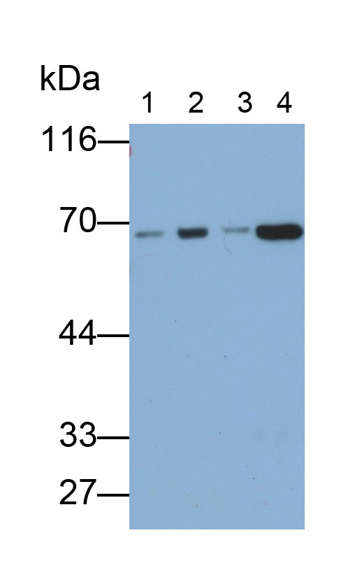 Polyclonal Antibody to Phosphoenolpyruvate Carboxykinase 1, Soluble (PCK1)