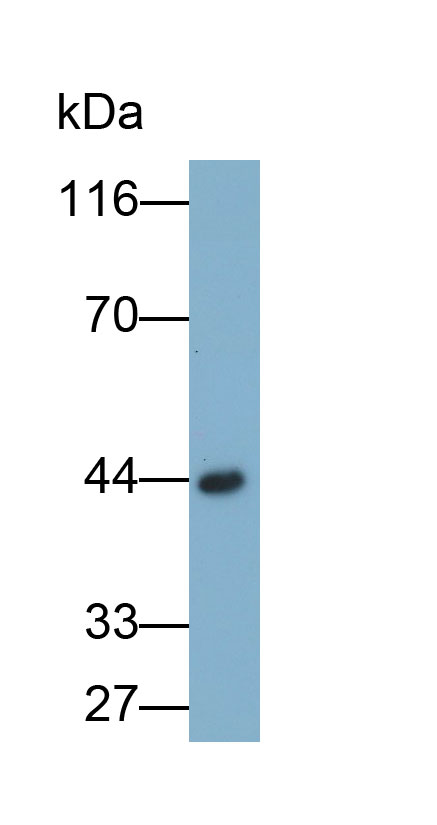 Polyclonal Antibody to Podocin (PDCN)