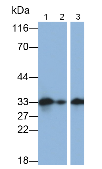 Polyclonal Antibody to Podocin (PDCN)