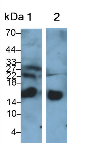 Polyclonal Antibody to Gamma-synuclein (SNCG)