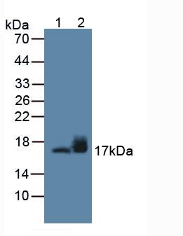 Polyclonal Antibody to Gamma-synuclein (SNCG)