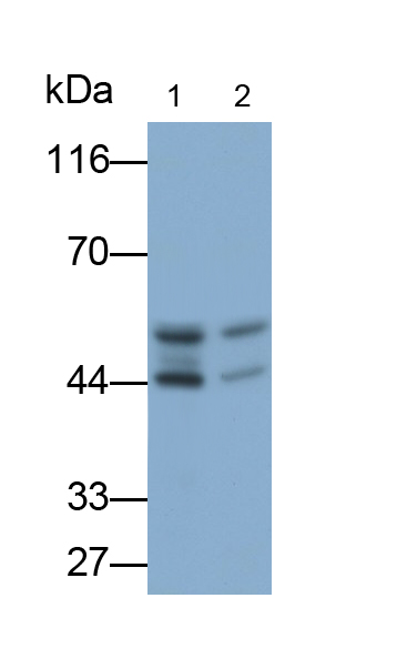 Polyclonal Antibody to Chemokine C-X-C-Motif Receptor 4 (CXCR4)