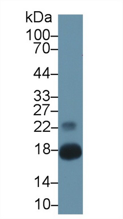 Polyclonal Antibody to Chemerin (CHEM)