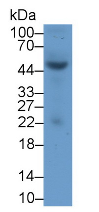 Polyclonal Antibody to Heat Shock Transcription Factor 4 (HSF4)