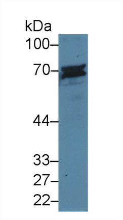 Polyclonal Antibody to Cluster Of Differentiation 6 (CD6)