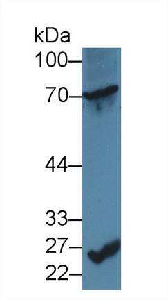 Polyclonal Antibody to Cluster Of Differentiation 6 (CD6)