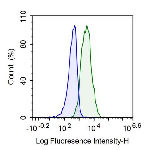 Polyclonal Antibody to Cluster Of Differentiation 6 (CD6)