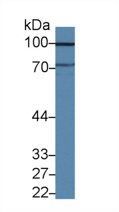 Polyclonal Antibody to Cluster Of Differentiation 6 (CD6)