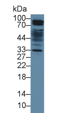 Polyclonal Antibody to Signal Regulatory Protein Alpha (SIRPa)