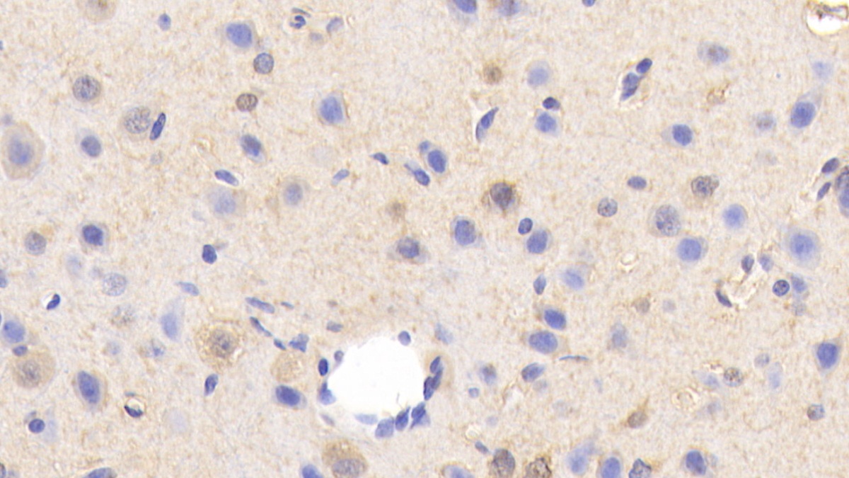 Polyclonal Antibody to Sialic Acid Binding Ig Like Lectin 5 (SIGLEC5)