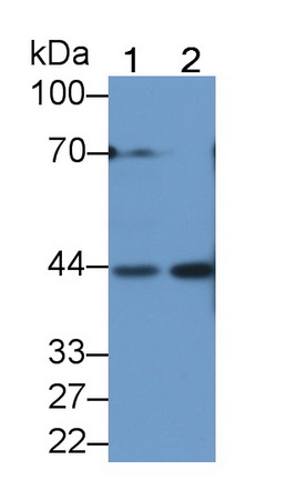 Polyclonal Antibody to Kallikrein 1 (KLK1)