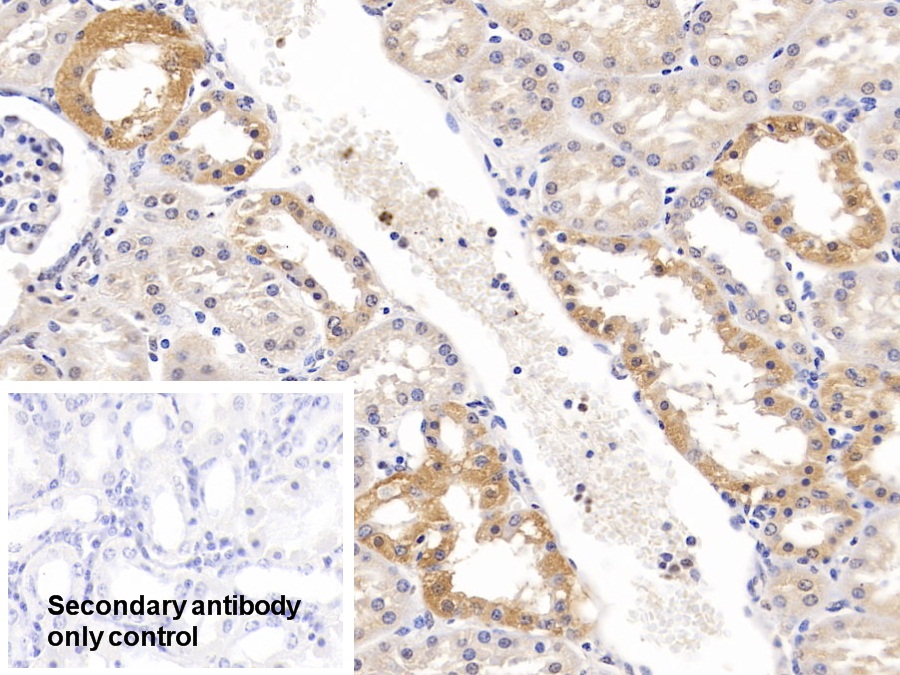 Polyclonal Antibody to Kallikrein 1 (KLK1)