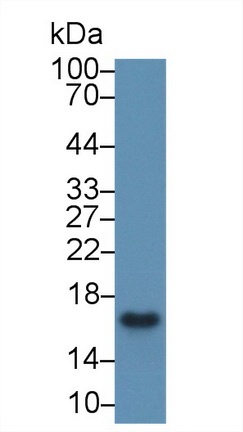 Polyclonal Antibody to Cyclophilin A (CYPA)