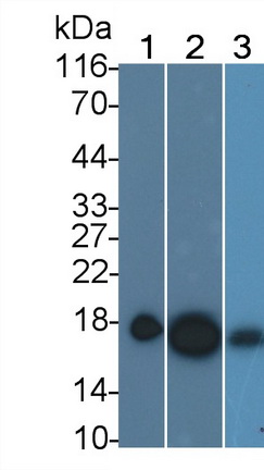 Polyclonal Antibody to Cyclophilin A (CYPA)