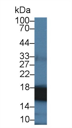 Polyclonal Antibody to Cyclophilin A (CYPA)