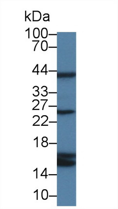 Polyclonal Antibody to Cyclophilin A (CYPA)