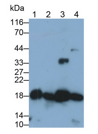 Polyclonal Antibody to Cyclophilin A (CYPA)