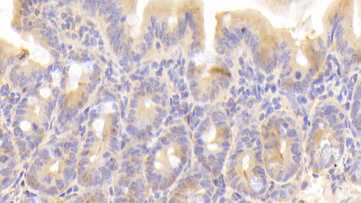 Polyclonal Antibody to Cyclophilin A (CYPA)