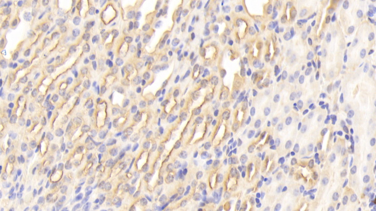 Polyclonal Antibody to Cyclophilin A (CYPA)