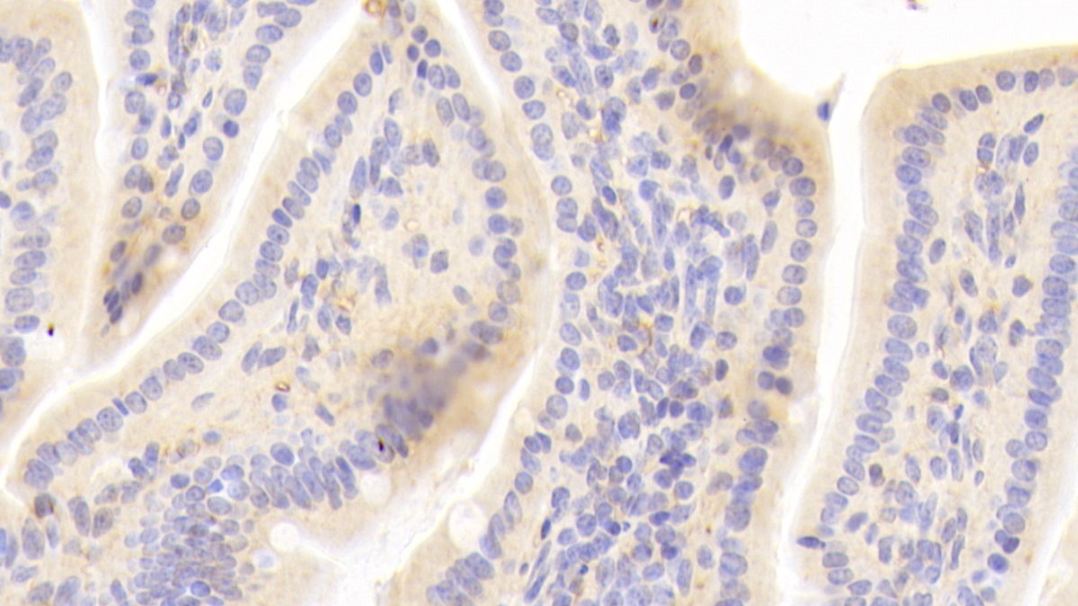 Polyclonal Antibody to Cyclophilin A (CYPA)