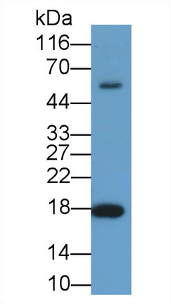 Polyclonal Antibody to Cyclophilin A (CYPA)