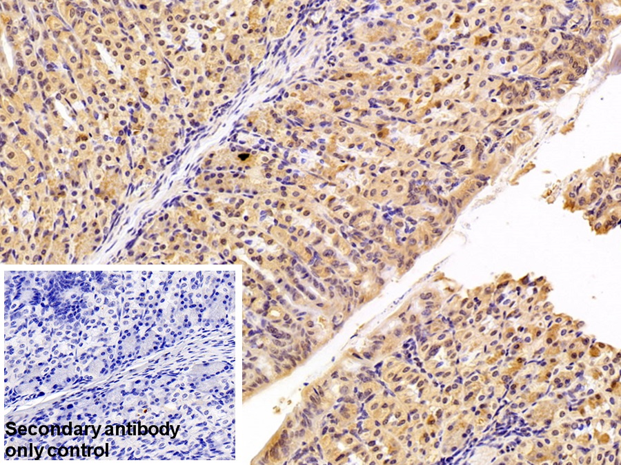 Polyclonal Antibody to Cyclophilin A (CYPA)