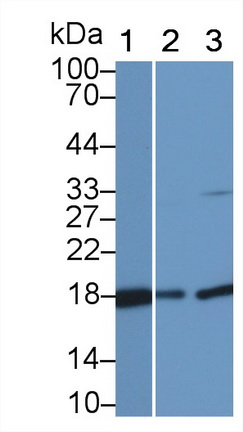 Polyclonal Antibody to Cyclophilin A (CYPA)