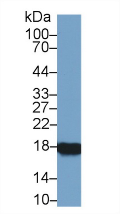 Polyclonal Antibody to Cyclophilin A (CYPA)