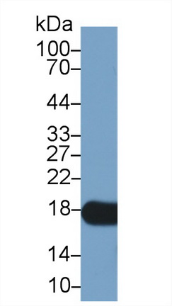 Polyclonal Antibody to Cyclophilin A (CYPA)