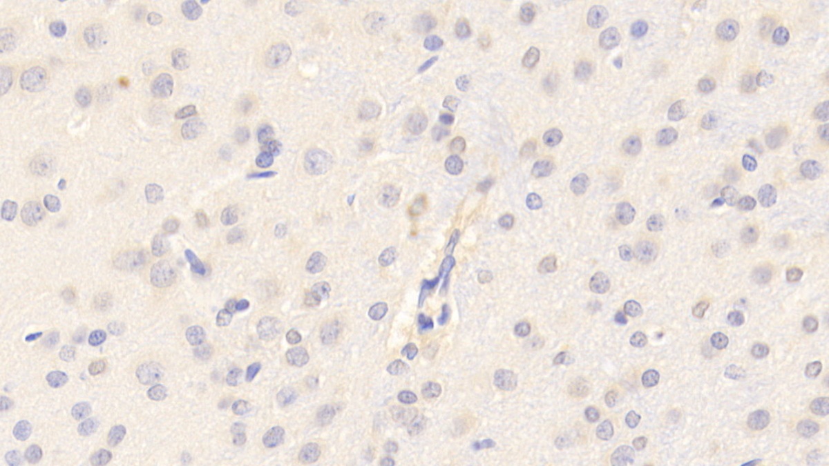 Polyclonal Antibody to Cyclophilin A (CYPA)