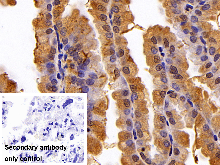 Polyclonal Antibody to Cyclophilin A (CYPA)