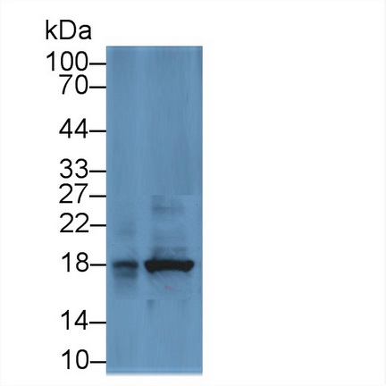 Polyclonal Antibody to Cyclophilin A (CYPA)