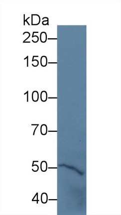 Polyclonal Antibody to Protein Tyrosine Phosphatase Receptor Type H (PTPRH)