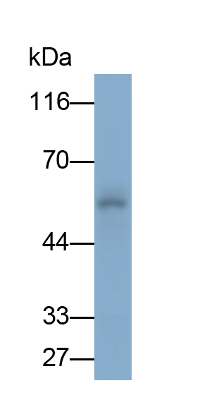 Polyclonal Antibody to Cytochrome P450 2E1 (CYP2E1)