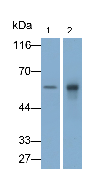 Polyclonal Antibody to Cytochrome P450 2E1 (CYP2E1)