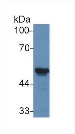 Polyclonal Antibody to Cytochrome P450 2E1 (CYP2E1)