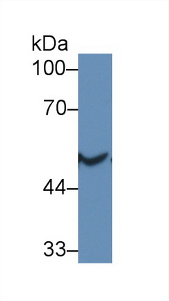 Polyclonal Antibody to Cytochrome P450 2E1 (CYP2E1)