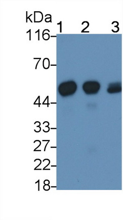 Polyclonal Antibody to Cytochrome P450 2E1 (CYP2E1)