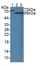 Polyclonal Antibody to Mucin 20 (MUC20)