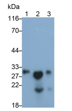 Polyclonal Antibody to Protein Zero, Myelin (MPZ)