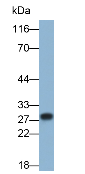 Polyclonal Antibody to Leukocyte Associated Immunoglobulin Like Receptor 1 (LAIR1)