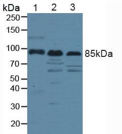 Polyclonal Antibody to Low Density Lipoprotein Receptor Related Protein 1 (LRP1)