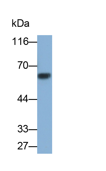 Polyclonal Antibody to Runt Related Transcription Factor 2 (RUNX2)