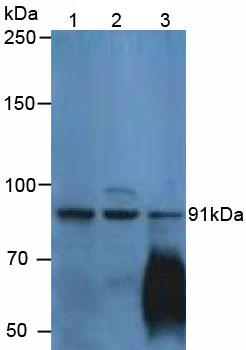 Polyclonal Antibody to Placental Cadherin (P-cadherin)